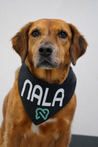 Nala